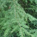 Tsuga canadensis feuille